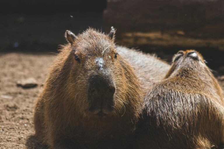 Peluche capybara : tailles, marques fiables et où en trouver une belle