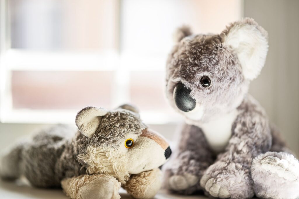 Peluche koala : sélection et idées cadeau - Photo par Miguel Cuenca