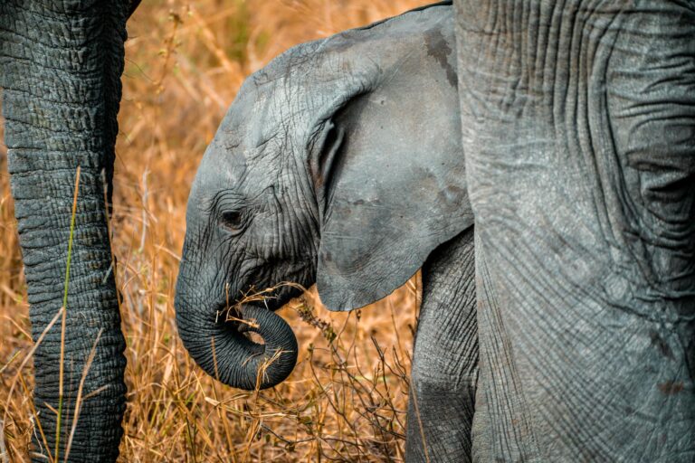 Peluche éléphant bébé : choisir un modèle sûr et doux