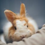 Peluche lapin : sélection par âge et meilleures marques