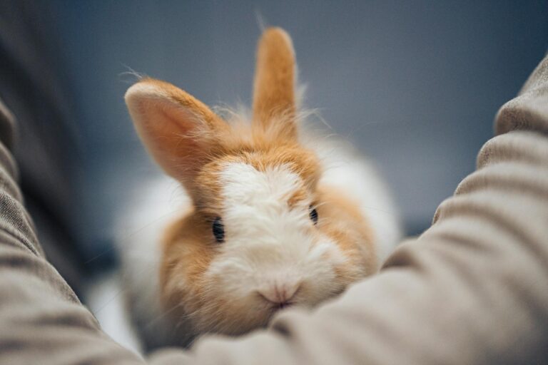 Peluche lapin : sélection par âge et meilleures marques