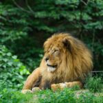 Peluche lion : modèles, tailles et nos coups de cœur