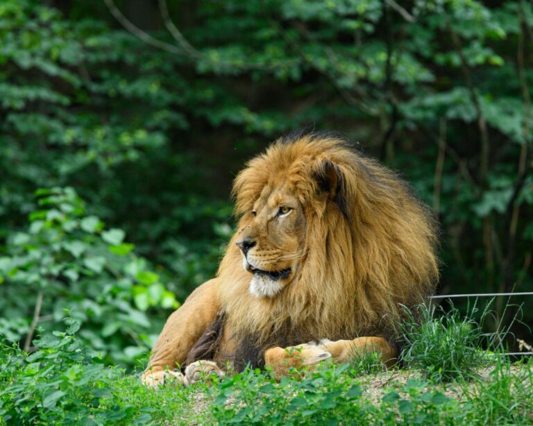 Peluche lion : modèles, tailles et nos coups de cœur